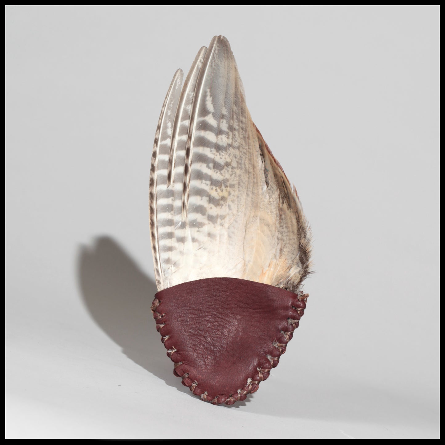 Ringneck Pheasant fan (full folded wing)